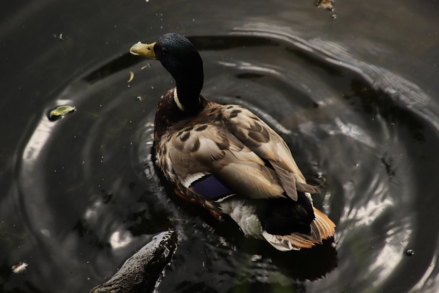 Krydsordsløsning: Tips fra eksperterne